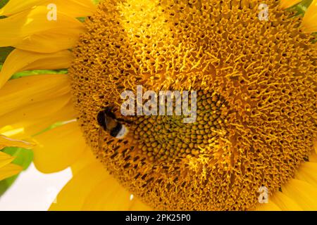 Schwarz-gelb gestreifte Biene, Honigbiene, befruchtende Sonnenblumen, Nahaufnahme des einzelnen Sonnenblumenkopfes mit gelben Blütenblättern und schwarzen Samen Stockfoto