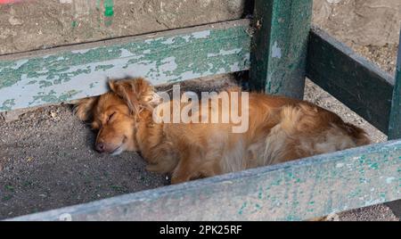 Der Landratthund schläft im Hof in einem Holzstall. Stockfoto