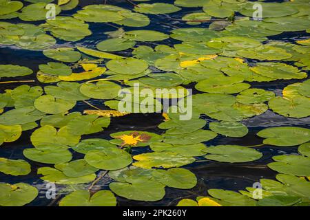 Wasserlilie Blätter und gelbe Wasserlilie binden Lilienblüten. Fotografiert während eines sonnigen Tages im See. Wolken, die von der Oberfläche der Verbindung reflektiert werden. Stockfoto