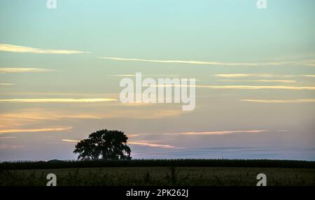 Sommerfoto, Sonnenaufgang wunderschöne Farben malten den Himmel, Pastelltöne, Bäume im Schatten der untergehenden Sonne. Stockfoto