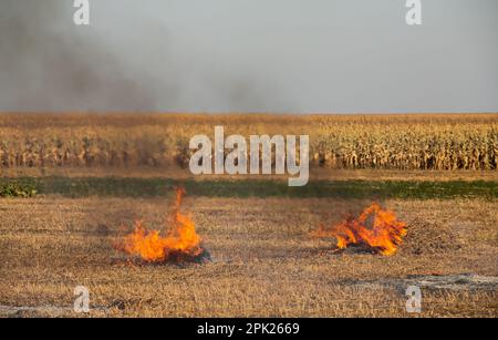 Verbrennung landwirtschaftlicher Abfälle - Smog und Verschmutzung. Schädliche Emissionen aus Heu- und Strohverbrennung auf landwirtschaftlichen Feldern. Stockfoto