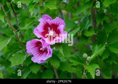 Hibiscus syriacus Gandini Santiago, Baumhollyhock, lila-violette Blüten, rotes Zentrum mit Ader Stockfoto