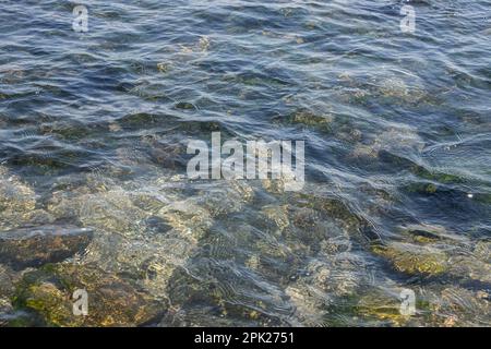 Mit Algen bedeckte Steine am Sandstrand des Meeres in der hellen Sonne und kleinen Wellen. Stockfoto