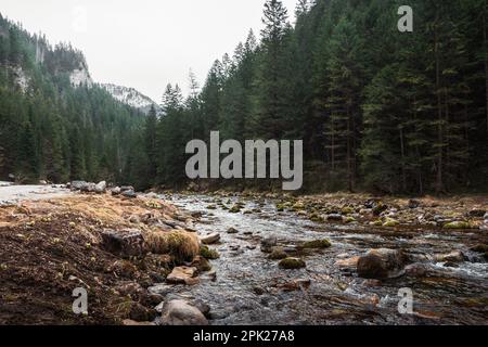 Wunderschönes Bergtal im Frühling. Der Fluss im Vordergrund. Hügel mit Fichten bedeckt. Felsen im Hintergrund. Koscieliska Valley, Polan Stockfoto