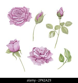 Set aus hübschen Rosen in lila Tönen, handgezeichnete Aquarellvektorgrafik für Grußkarten oder Einladungen Stock Vektor