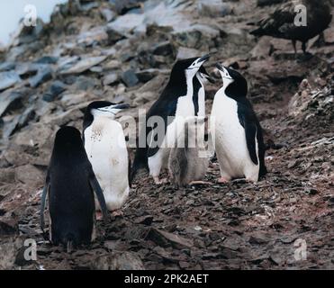 Eine Nahaufnahme von Chinstrap Penguins mit Küken in der Antarktis. Stockfoto