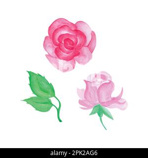 Handbemalte Rose, handgezeichnete Aquarellvektordarstellung für Grußkarten oder Einladungen Stock Vektor