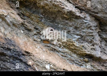 Ein Nest, das von Wespen auf einer Klippe gemacht wurde. Bienennest. Stockfoto