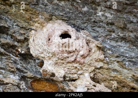 Ein Nest, das von Wespen auf einer Klippe gemacht wurde. Bienennest. Stockfoto