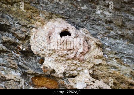 Ein Nest, das von Wespen auf einer Klippe gemacht wurde. Bienennest. Stockfoto