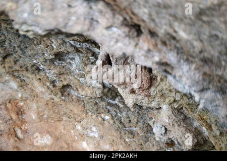 Ein Nest, das von Wespen auf einer Klippe gemacht wurde. Bienennest. Stockfoto