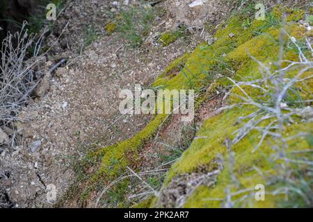 Algen, die sich aufgrund von Feuchtigkeit auf Felsen bilden. Stockfoto