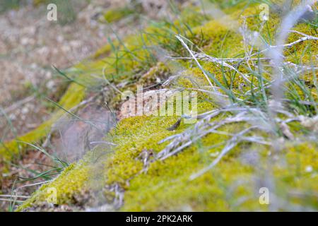 Algen, die sich aufgrund von Feuchtigkeit auf Felsen bilden. Stockfoto