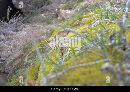 Algen, die sich aufgrund von Feuchtigkeit auf Felsen bilden. Stockfoto