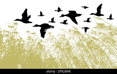 Silhouette mit fliegender Ente. Flussgras-Schilf. Vektordarstellung Stock Vektor