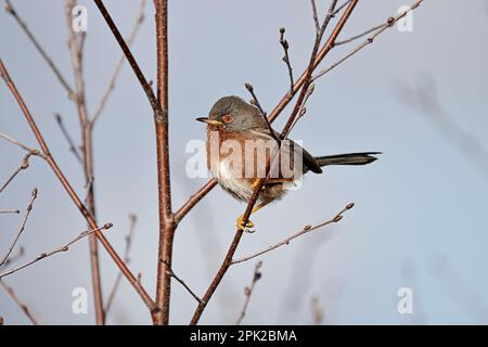 Dartford Warbler in Birke auf Kelling Heath Norfolk Stockfoto