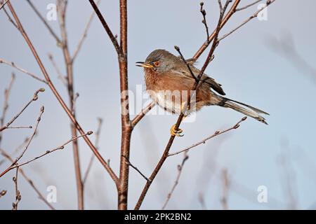 Dartford Warbler in Birke auf Kelling Heath Norfolk Stockfoto