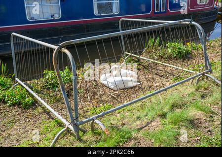 Stummer Schwan auf seinem Nest hinter Schutzgeländern neben einem Schmalboot in einem Hafen. Stockfoto