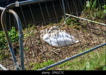 Stummer Schwan auf seinem Nest hinter Schutzgeländern neben einem Schmalboot in einem Hafen. Stockfoto