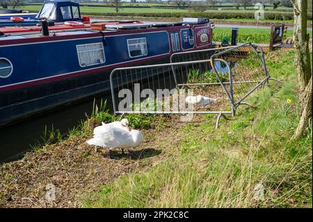 Stumme Schwäne werden mit Geländern geschützt, während sie neben einem Schmalboot in einem Yachthafen nisten. Stockfoto