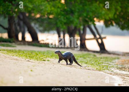 Glatt beschichteter Otter verlässt das Meer und schließt sich dem Rest der Familie an, der am Strand von Singapur ruht Stockfoto