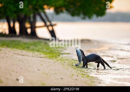 Glatt beschichteter Otter verlässt das Meer mit dem großen Barramundi im Kiefer und schließt sich dem Rest der Familie an, der am Strand, Singapur, ruht Stockfoto