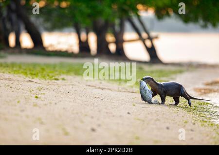 Glatt beschichteter Otter verlässt das Meer mit dem großen Barramundi im Kiefer und schließt sich dem Rest der Familie an, der am Strand, Singapur, ruht Stockfoto