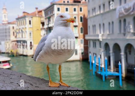 Eine Nahaufnahme der Kaspischen Möwe vor dem Hintergrund des Kanals und der Gebäude. Venedig, Italien. Stockfoto