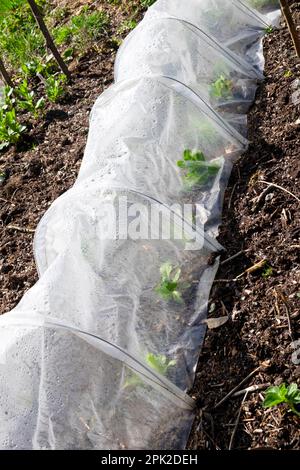 Dicke Bohnen, die unter dem Plastiktunnel und im Gartenboden vergraben angebaut wurden, Anfang April 2023 in Carmarthenshire Wales, UK, KATHY DEWITT Stockfoto