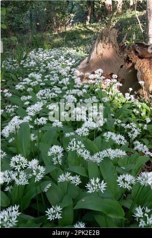 Wilder Knoblauch und Baumstumpf im Wald Stockfoto