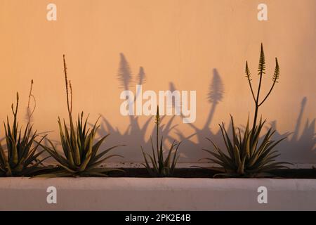 Schatten von Aloe Vera Blumen im Licht der untergehenden Sonne Stockfoto
