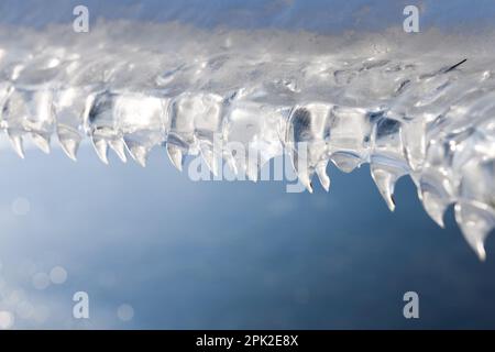 Reißzähne... Eisformationen, Eiszähne, Eisklauen ( Winterflut 2020/2021 ), die durch Wind und Wasser auf einem Zaundraht nach der rückläufigen Flut entstanden sind Stockfoto