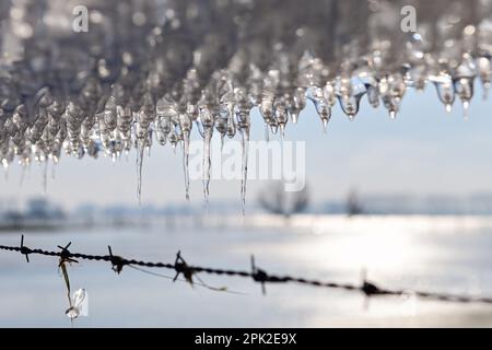 Eiszeit... Iicicle * Winterflut 2020/2021 *, Auftauen der Eisplatte auf einem Stacheldrahtzaun auf der Bislicher Insel bei Xanten Stockfoto