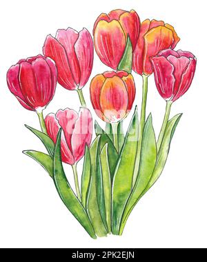 Bunte Tulpen isoliert auf weißem Hintergrund. Postkarte für Muttertag, 8. März, Hochzeit. Aquarellmalerei. Helle Skizze Stockfoto