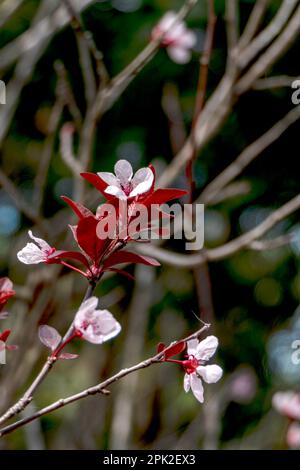 Pisardi-Pflaume blühender Baum. Zarte rosafarbene Blumen, Knospen und Blätter sind nah dran. Frühling. Israel Stockfoto