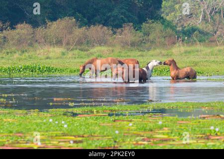 Pferde in einen Wasserteich Porto Joffre, Pantanal, Mato Grosso, Brasilien Stockfoto