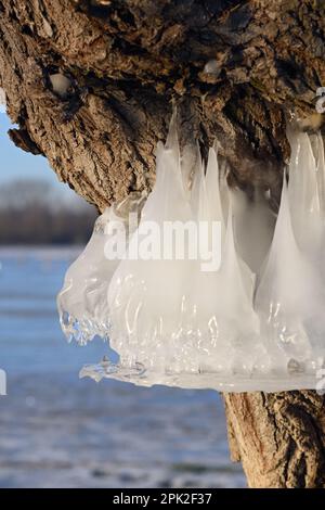 Anzeige des natürlichen Blutspiegels... Die Bisliche Insel ( Winterflut 2020/2021 ), Eisringe auf den Bäumen zeigen den ehemaligen Gipfel des Rheinflusses Stockfoto