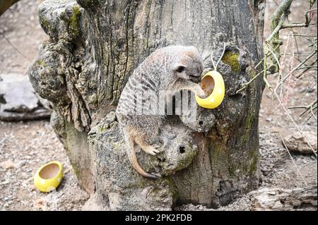 London Zoo, London, Großbritannien. 5. April 2023. FOTOTERMIN: Verspielte Sumatra-Tiger, Erdmännchen und Eichhörnchenaffen genießen Eierzitterung - Eier suchen und jagen, genau wie Kinder die Zoo-norme Eierjagd im Tierschutzzoo genießen. Neun Monate alte, vom Aussterben bedrohte Sumatra-Tigerjunge, Crispin und Zac, schnüffeln einen Zimtduft-Pfad, den Zoowärter hinterlassen haben, bevor sie mit ihren scharfen Krallen riesige Papiermaschineneier zerreißen, während die Erdmännchen-Mafia in Sand und Felsen für ihre eigenen Eier speisen wird - gefüllt mit Grillen. Kredit: Siehe Li/Picture Capital/Alamy Live News Stockfoto