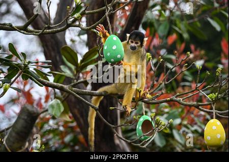 London Zoo, London, Großbritannien. 5. April 2023. FOTOTERMIN: Verspielte Sumatra-Tiger, Erdmännchen und Eichhörnchenaffen genießen Eierzitterung - Eier suchen und jagen, genau wie Kinder die Zoo-norme Eierjagd im Tierschutzzoo genießen. Neun Monate alte, vom Aussterben bedrohte Sumatra-Tigerjunge, Crispin und Zac, schnüffeln einen Zimtduft-Pfad, den Zoowärter hinterlassen haben, bevor sie mit ihren scharfen Krallen riesige Papiermaschineneier zerreißen, während die Erdmännchen-Mafia in Sand und Felsen für ihre eigenen Eier speisen wird - gefüllt mit Grillen. Kredit: Siehe Li/Picture Capital/Alamy Live News Stockfoto