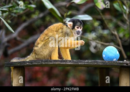 London Zoo, London, Großbritannien. 5. April 2023. FOTOTERMIN: Verspielte Sumatra-Tiger, Erdmännchen und Eichhörnchenaffen genießen Eierzitterung - Eier suchen und jagen, genau wie Kinder die Zoo-norme Eierjagd im Tierschutzzoo genießen. Neun Monate alte, vom Aussterben bedrohte Sumatra-Tigerjunge, Crispin und Zac, schnüffeln einen Zimtduft-Pfad, den Zoowärter hinterlassen haben, bevor sie mit ihren scharfen Krallen riesige Papiermaschineneier zerreißen, während die Erdmännchen-Mafia in Sand und Felsen für ihre eigenen Eier speisen wird - gefüllt mit Grillen. Kredit: Siehe Li/Picture Capital/Alamy Live News Stockfoto