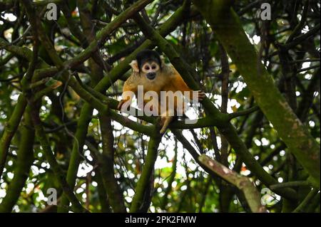 London Zoo, London, Großbritannien. 5. April 2023. FOTOTERMIN: Verspielte Sumatra-Tiger, Erdmännchen und Eichhörnchenaffen genießen Eierzitterung - Eier suchen und jagen, genau wie Kinder die Zoo-norme Eierjagd im Tierschutzzoo genießen. Neun Monate alte, vom Aussterben bedrohte Sumatra-Tigerjunge, Crispin und Zac, schnüffeln einen Zimtduft-Pfad, den Zoowärter hinterlassen haben, bevor sie mit ihren scharfen Krallen riesige Papiermaschineneier zerreißen, während die Erdmännchen-Mafia in Sand und Felsen für ihre eigenen Eier speisen wird - gefüllt mit Grillen. Kredit: Siehe Li/Picture Capital/Alamy Live News Stockfoto