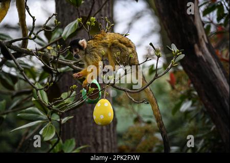 London Zoo, London, Großbritannien. 5. April 2023. FOTOTERMIN: Verspielte Sumatra-Tiger, Erdmännchen und Eichhörnchenaffen genießen Eierzitterung - Eier suchen und jagen, genau wie Kinder die Zoo-norme Eierjagd im Tierschutzzoo genießen. Neun Monate alte, vom Aussterben bedrohte Sumatra-Tigerjunge, Crispin und Zac, schnüffeln einen Zimtduft-Pfad, den Zoowärter hinterlassen haben, bevor sie mit ihren scharfen Krallen riesige Papiermaschineneier zerreißen, während die Erdmännchen-Mafia in Sand und Felsen für ihre eigenen Eier speisen wird - gefüllt mit Grillen. Kredit: Siehe Li/Picture Capital/Alamy Live News Stockfoto