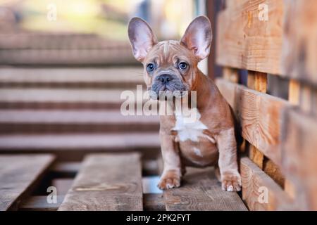 Süßer, 3 Monate alter blauer, roter Hundewelpe mit französischem Bulldog Stockfoto