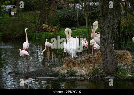 London Zoo, London, Großbritannien. 5. April 2023. Pelecanus und Flamingos im ZLS London Zoo. Kredit: Siehe Li/Picture Capital/Alamy Live News Stockfoto