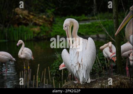 London Zoo, London, Großbritannien. 5. April 2023. Pelecanus und Flamingos im ZLS London Zoo. Kredit: Siehe Li/Picture Capital/Alamy Live News Stockfoto