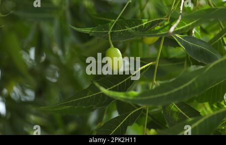 Neem-Baum-Frucht-Nahaufnahme. Azadirachta indica. NIM-Baum. Indisches Flieder. Stockfoto