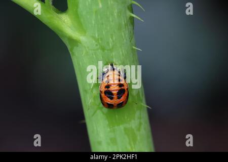 Das Puppenstadium des Marienkäfers ist am Stiel befestigt. Die orangefarbene Pupa mit schwarzen Markierungen. Organische Schädlingsbekämpfung. Blattläuse-Raubtier. Harmonia axyridis. Stockfoto
