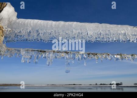 Eiszeit... Eiszapfen ( Rheinflucht ) auf einem Weidezaun auf der Insel Bislicher im Winter 2020/2021 Stockfoto