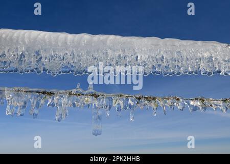 Eiszeit... Eiszapfen ( Rheinflucht ) auf einem Weidezaun auf der Insel Bislicher im Winter 2020/2021 Stockfoto