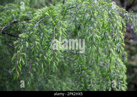 Cedrus deodara, die Deodar-Zeder im Frühling, die Himalaya-Zeder oder Deodar, ist eine im Himalaya heimische Zeder-Art. Stockfoto